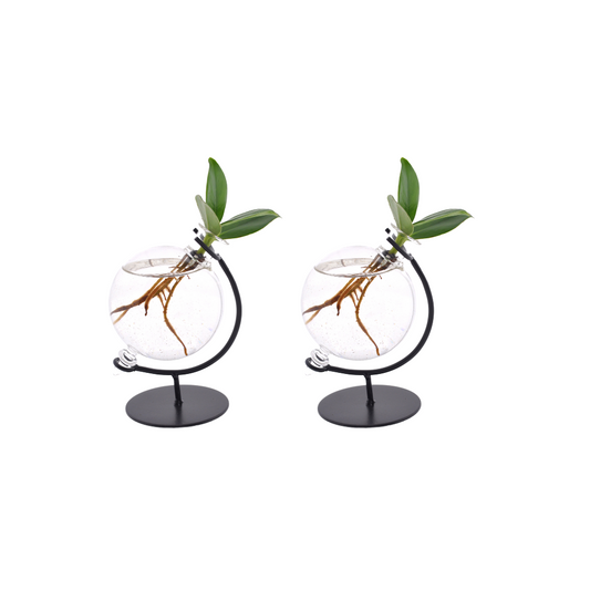 Clusia in Victoria glas – set van 2 hydroplanten – kamerplant in water – Ø5 cm pot – ca. 10 cm hoog