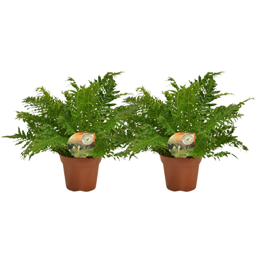Blechnum Silver Lady kamerplant – set van 2 luchtzuiverende varens – Ø17 cm pot – ca. 50 cm hoog