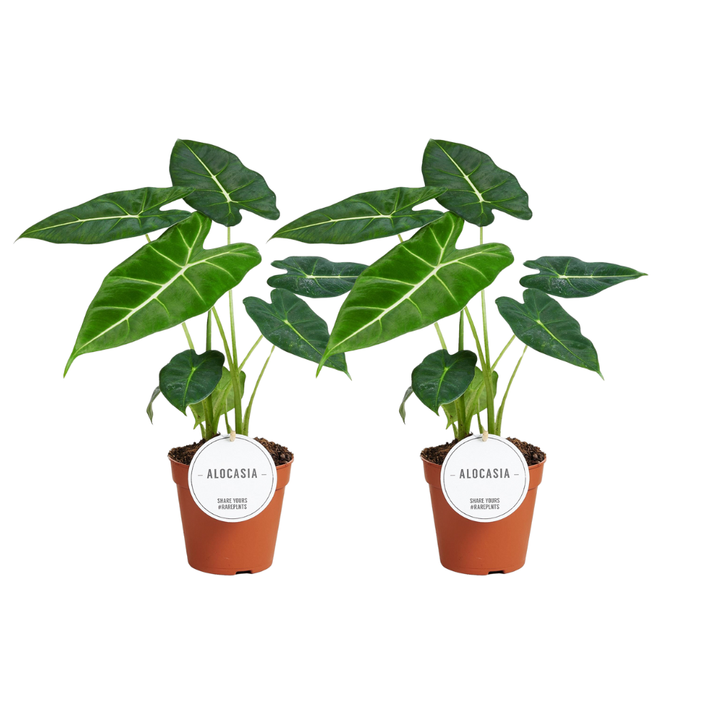 Alocasia Frydek kamerplant – set van 2 fluweelplanten – Ø12 cm pot – ca. 35 cm hoog – luchtzuiverend