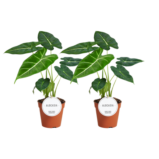 Alocasia Frydek kamerplant – set van 2 fluweelplanten – Ø12 cm pot – ca. 35 cm hoog – luchtzuiverend