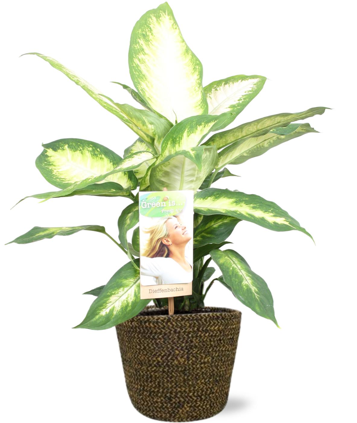 Dieffenbachia Camilla kamerplant – Ø17 cm – hoogte 45 cm – met zwarte Selin pot 18x16 cm