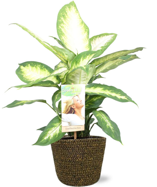 Dieffenbachia Camilla kamerplant – Ø17 cm – hoogte 45 cm – met zwarte Selin pot 18x16 cm