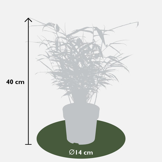8x Fargesia rufa – Niet-woekerende bamboe tuinplant – 40 cm hoog – Potmaat 14 cm