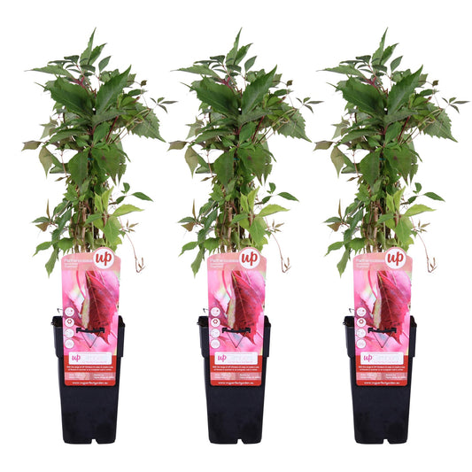 3x Wilde Wingerd Parthenocissus Engelmannii – Tuinplant – Klimplant – Hoogte 65 cm – Potmaat 15 cm