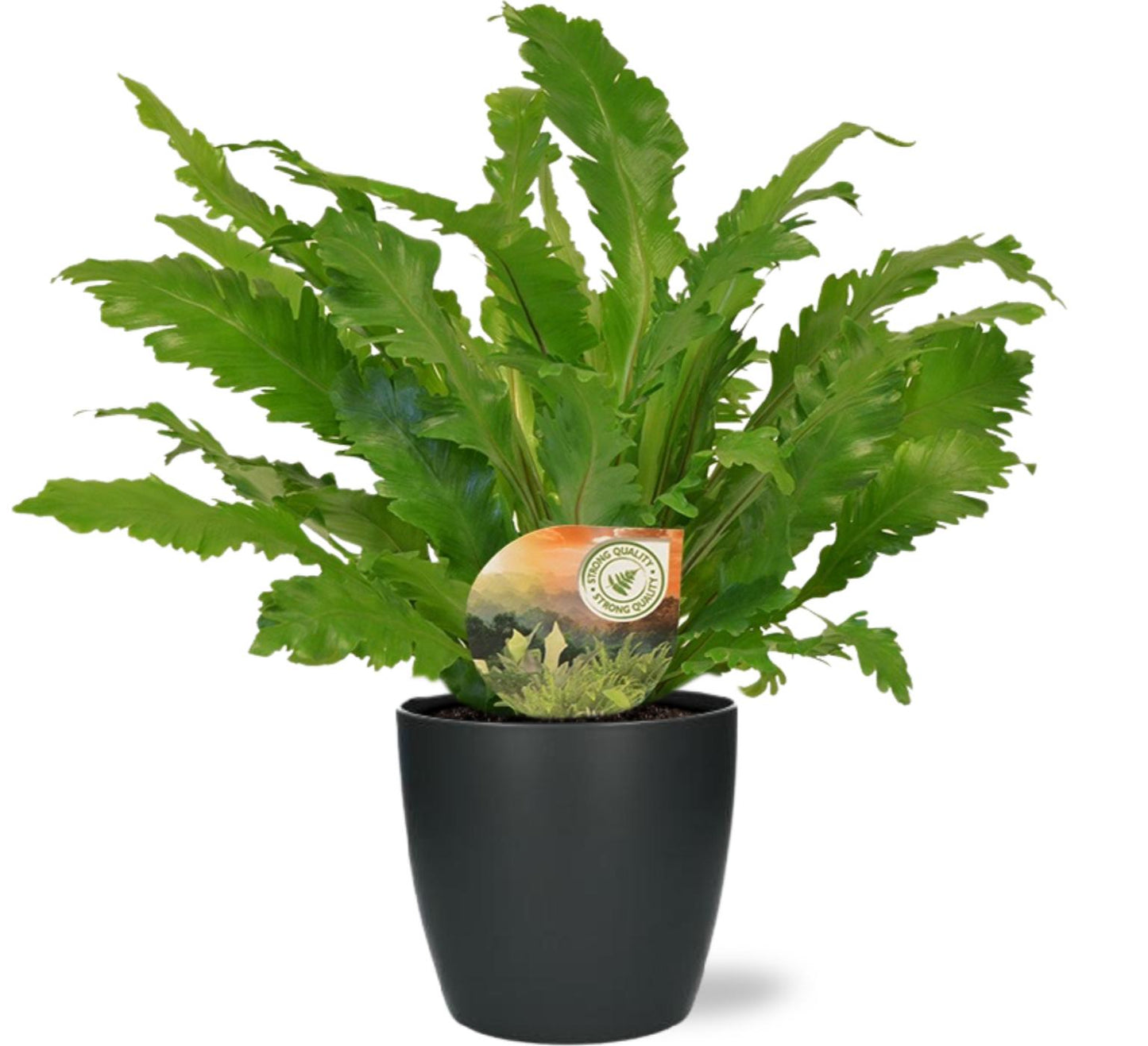 Asplenium Campio kamerplant – luchtzuiverend – Ø17 cm – hoogte ca. 50 cm – inclusief antraciet pot