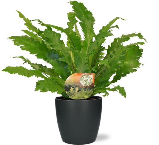 Asplenium Campio kamerplant – luchtzuiverend – Ø17 cm – hoogte ca. 50 cm – inclusief antraciet pot