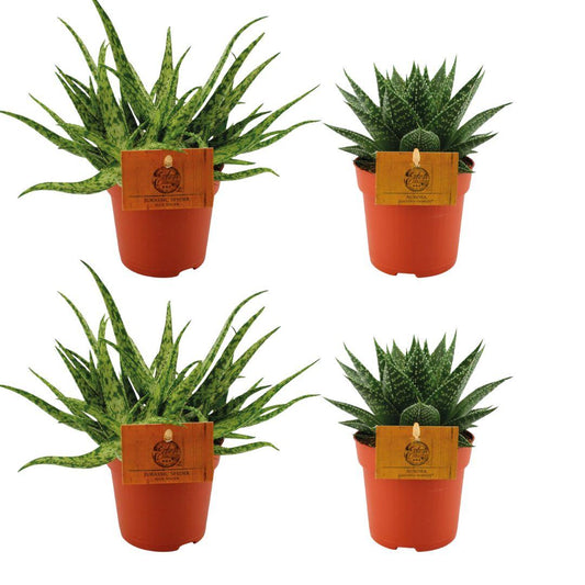 Aloe Spider & Gasteria Hybride Aurora – 4 vetplanten – Ø10,5 cm – hoogte ca. 10 cm – onderhoudsvriendelijk & decoratief