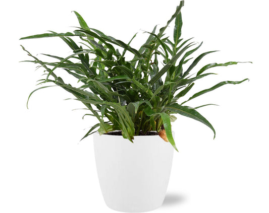 Aglaomorpha Coronans kamerplant – Ø17 cm pot – ca. 45 cm hoog – inclusief witte sierpot – luchtzuiverend