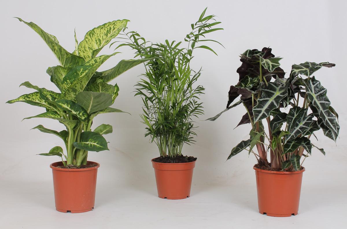 Binnenplanten Mix – 3 Kamerplanten – Potmaat 17 cm – Hoogte 45 tot 55 cm – Onderhoudsvriendelijk