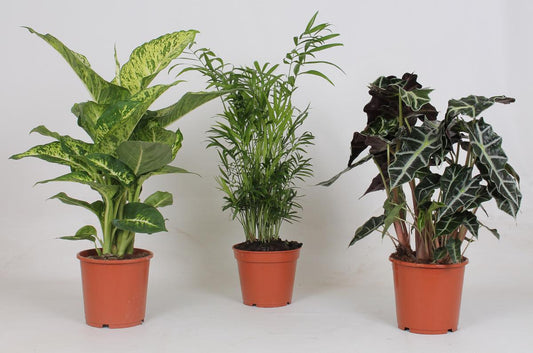 Binnenplanten Mix – 3 Kamerplanten – Potmaat 17 cm – Hoogte 45 tot 55 cm – Onderhoudsvriendelijk