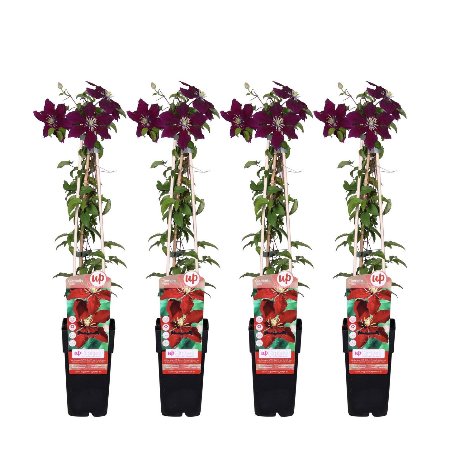 4x Clematis ‘Niobe’ tuinplant – grootbloemige rode klimplant – Ø15 cm pot – hoogte 65 cm