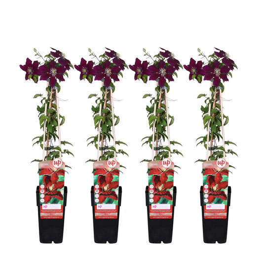 4x Clematis ‘Niobe’ tuinplant – grootbloemige rode klimplant – Ø15 cm pot – hoogte 65 cm