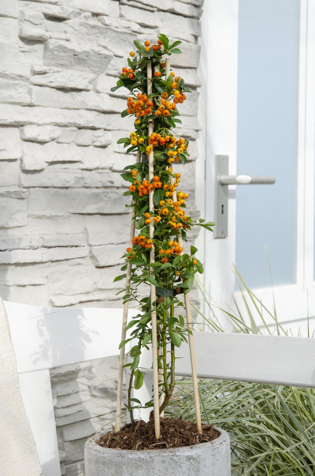Tuinplant Pyracantha 'Orange Glow' – Set van 3 – Vuurdoorn – Hoogte 65 cm – Potmaat 15 cm