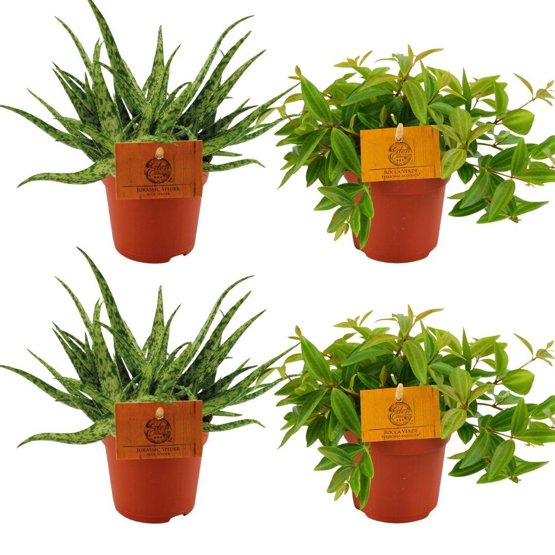 Aloe Spider & Peperomia Angulata Rocca Vivace – 4 kamerplanten – Ø10,5 cm – hoogte ca. 10 cm – onderhoudsvriendelijk & decoratief