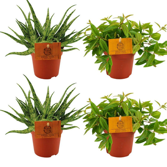 Aloe Spider & Peperomia Angulata Rocca Vivace – 4 kamerplanten – Ø10,5 cm – hoogte ca. 10 cm – onderhoudsvriendelijk & decoratief