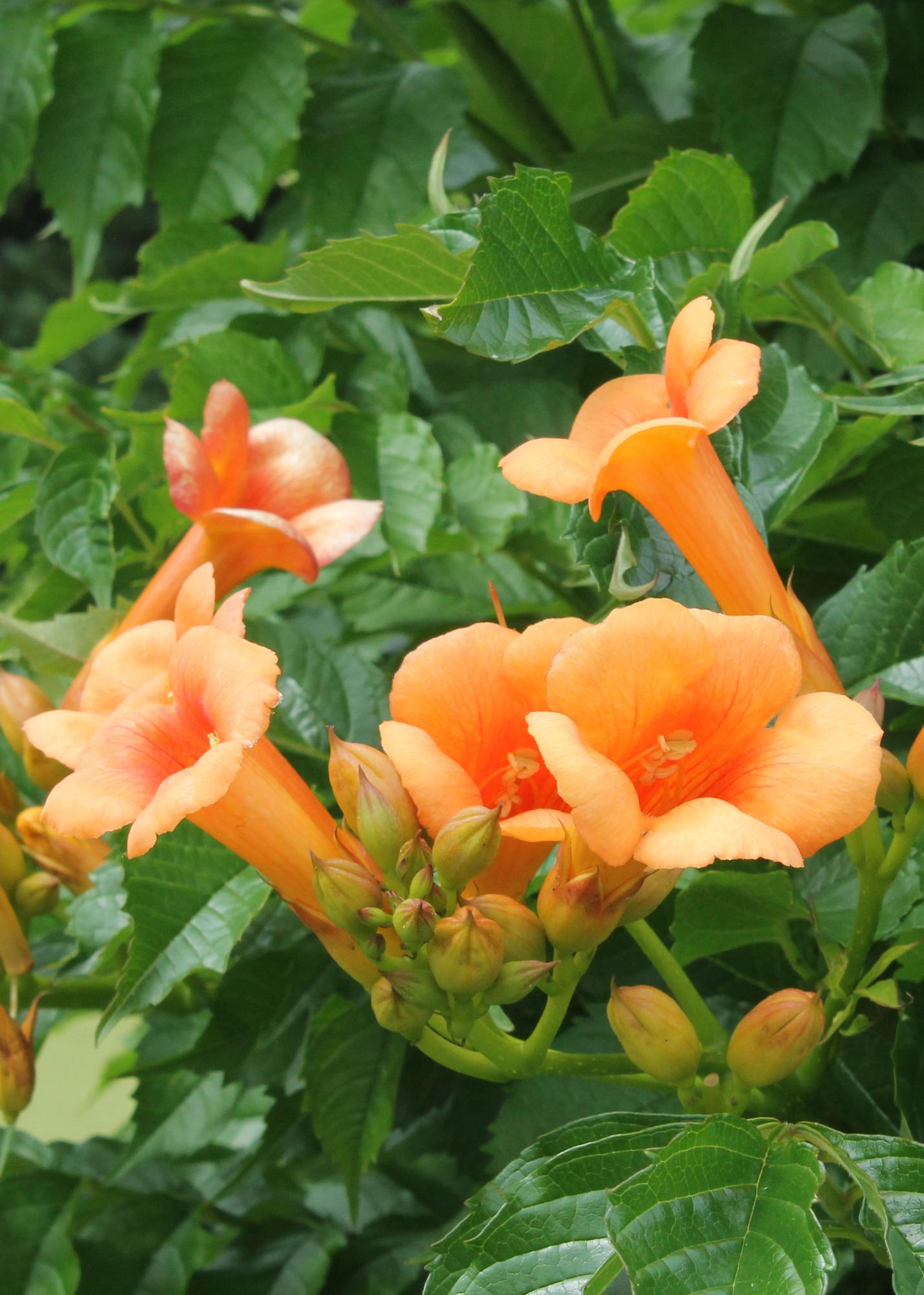 2x Campsis ‘Indian Summer’ tuinplant – oranje trompetbloem – klimplant – Ø15 cm pot – hoogte 65 cm – mediterrane uitstraling