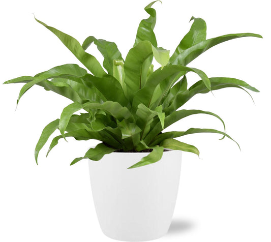Asplenium Antiquum nestvaren kamerplant – Ø17 cm – Hoogte 45 cm – Inclusief witte sierpot