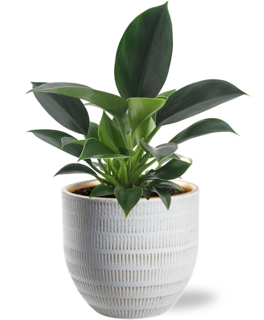 Philodendron Green Princess kamerplant – Ø12 cm pot – ca. 25 cm hoog – inclusief witte sierpot – onderhoudsvriendelijk