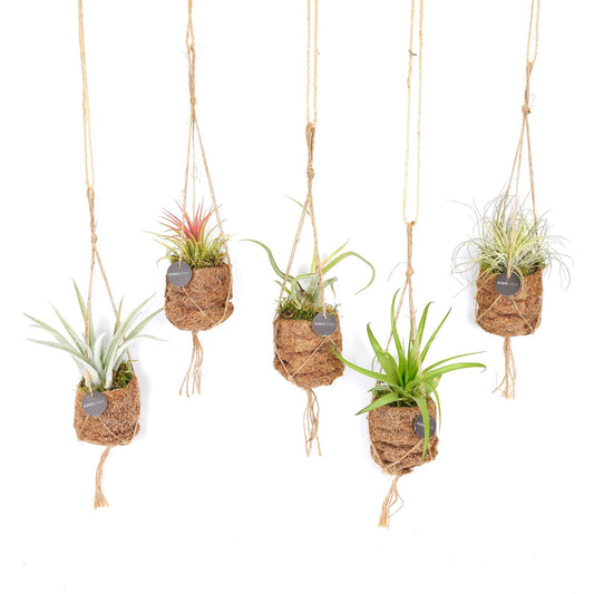 Kokodama Birdnest Tillandsia mix – 8 luchtplanten in kokosbol – Ø7 cm – hoogte ca. 5 cm – onderhoudsvriendelijk en decoratief