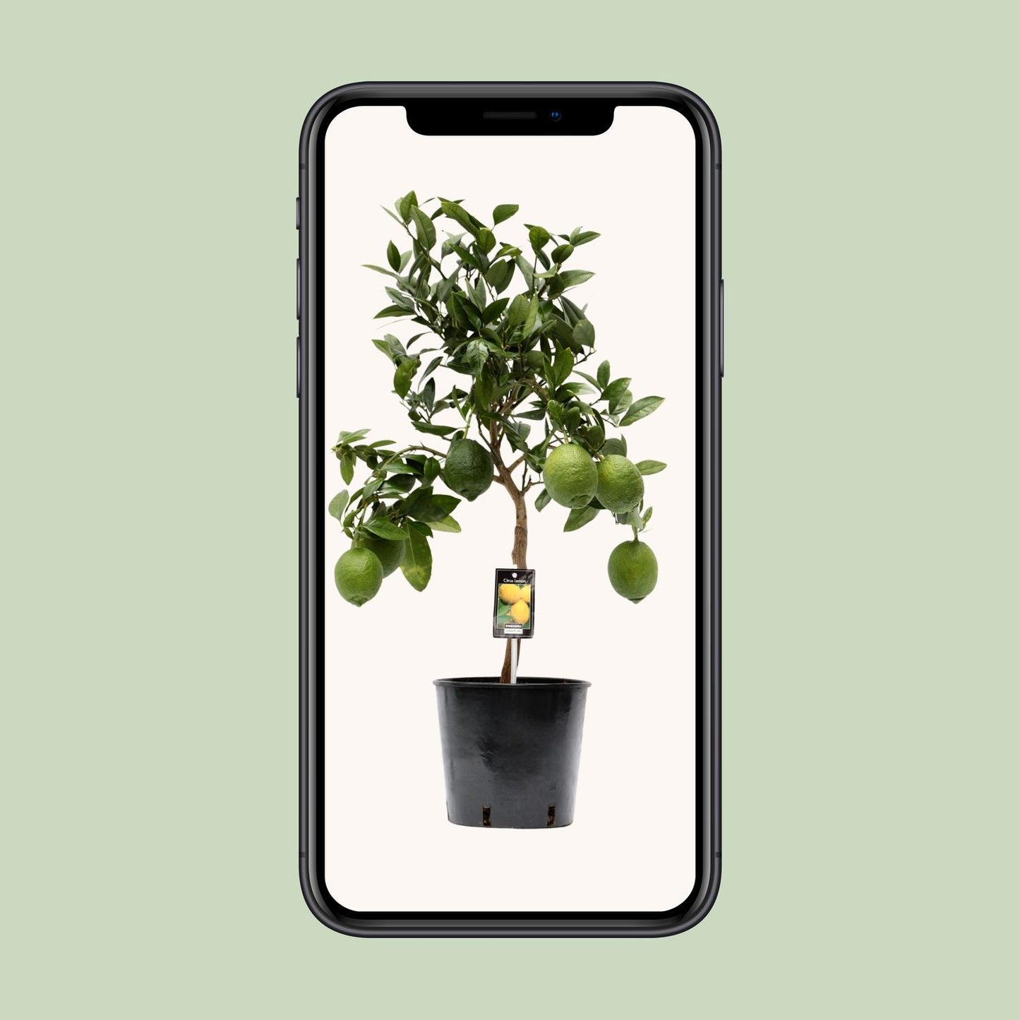 Citrus Lemon tuinplant – citroenboom in pot – Ø22 cm – hoogte 80 cm – geurende vruchten & mediterrane uitstraling