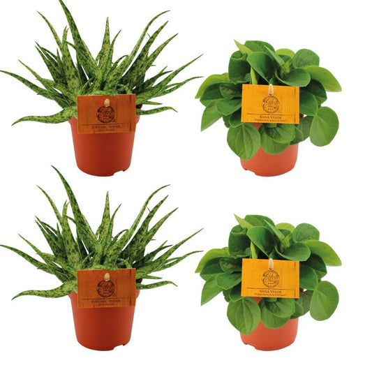 Aloe Spider & Peperomia Rana Verde – 4 kamerplanten – Ø10,5 cm – hoogte ca. 10 cm – onderhoudsvriendelijk & compact