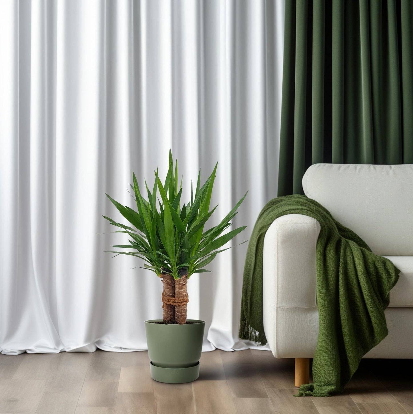 Yucca "Tres Cañas" kamerplant – 3-stammige Yucca elephantipes – Ø19 cm – hoogte ca. 70 cm – onderhoudsvriendelijk & luchtzuiverend