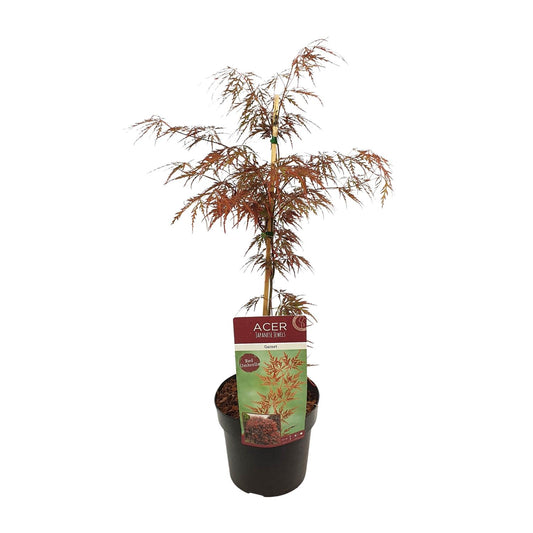 Acer palmatum 'Garnet' kamerplant – Esdoorn met rood blad – Ø19 cm – hoogte 40 cm