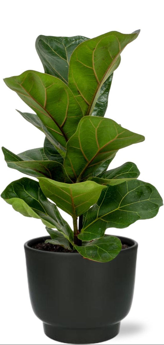 Ficus Lyrata – Vioolbladplant – Ø12cm pot – 30cm hoog – Zwarte sierpot – Luchtzuiverende kamerplant