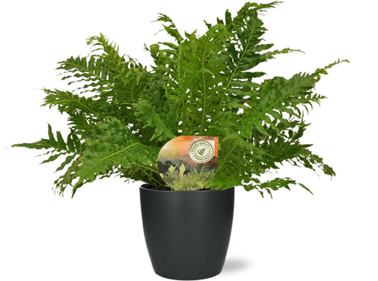 Blechnum Silver Lady varen – luchtzuiverende kamerplant – Ø17 cm – ca. 50 cm hoog – inclusief antraciet sierpot