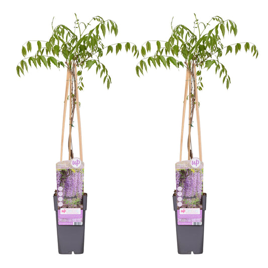 2x Wisteria floribunda ‘Naga Noda’ tuinplant – dubbele blauwe regen – klimplant met lange paarse bloemtrossen – Ø15 cm pot – hoogte 65 cm