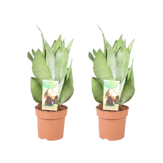 Sansevieria Moonshine kamerplant – set van 2 – luchtzuiverend – potmaat 14 cm – hoogte 40 cm