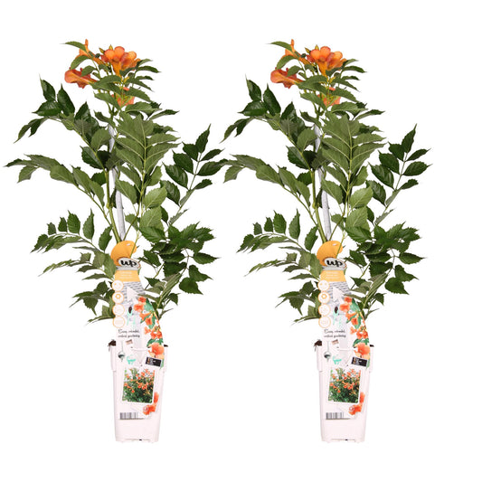 2x Campsis ‘Indian Summer’ tuinplant – oranje trompetbloem – klimplant – Ø15 cm pot – hoogte 65 cm – mediterrane uitstraling