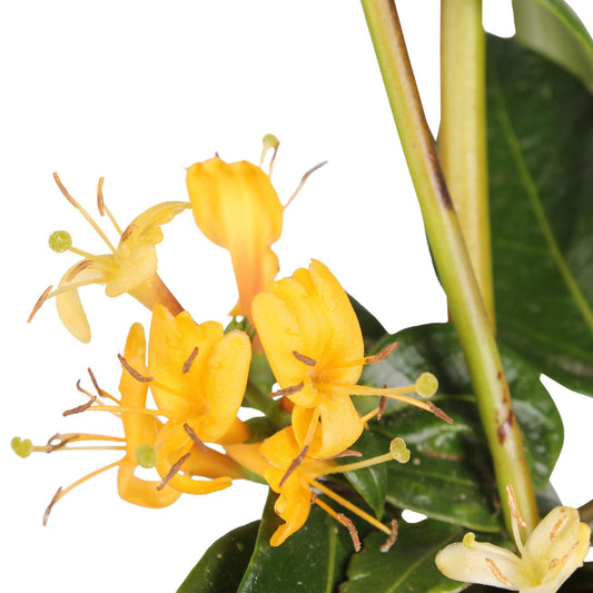 4x Lonicera henryi Copper Beauty – Wintergroene klimplant – Hoogte 65 cm – Potmaat Ø15 cm