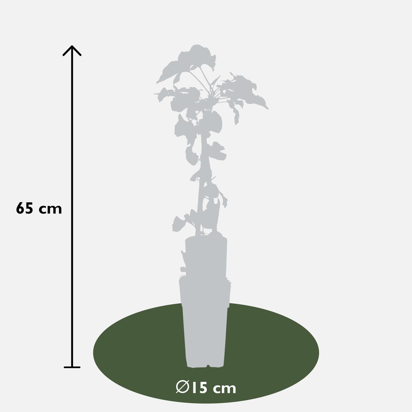 4 stuks Fallopia baldschuanica – Klimplant – 65 cm hoog – Potmaat 15 cm – Snelgroeiende tuinplant