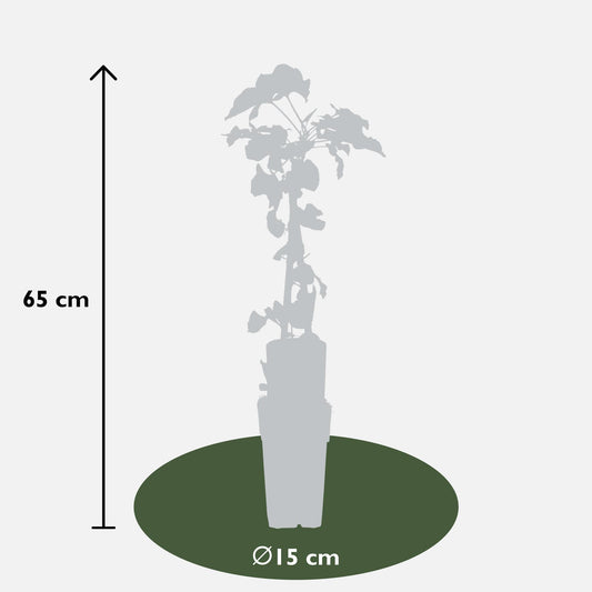 4 stuks Fallopia baldschuanica – Klimplant – 65 cm hoog – Potmaat 15 cm – Snelgroeiende tuinplant