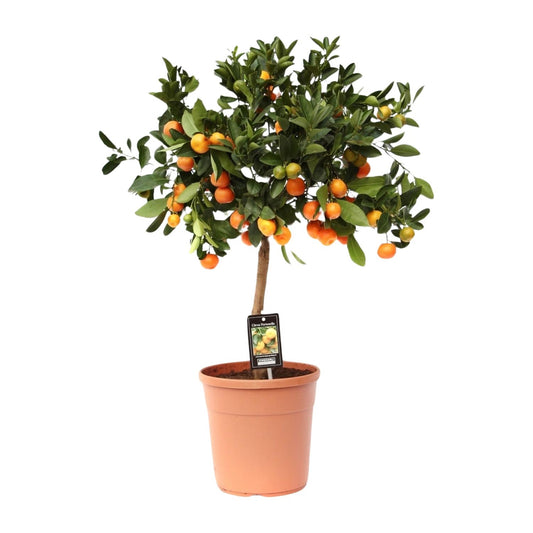 Citrus Calamondin tuinplant – Vruchtdragende citrusboom 80 cm – Ø22 cm pot – Mediterrane tuinplant voor terras en balkon – Zonminnend