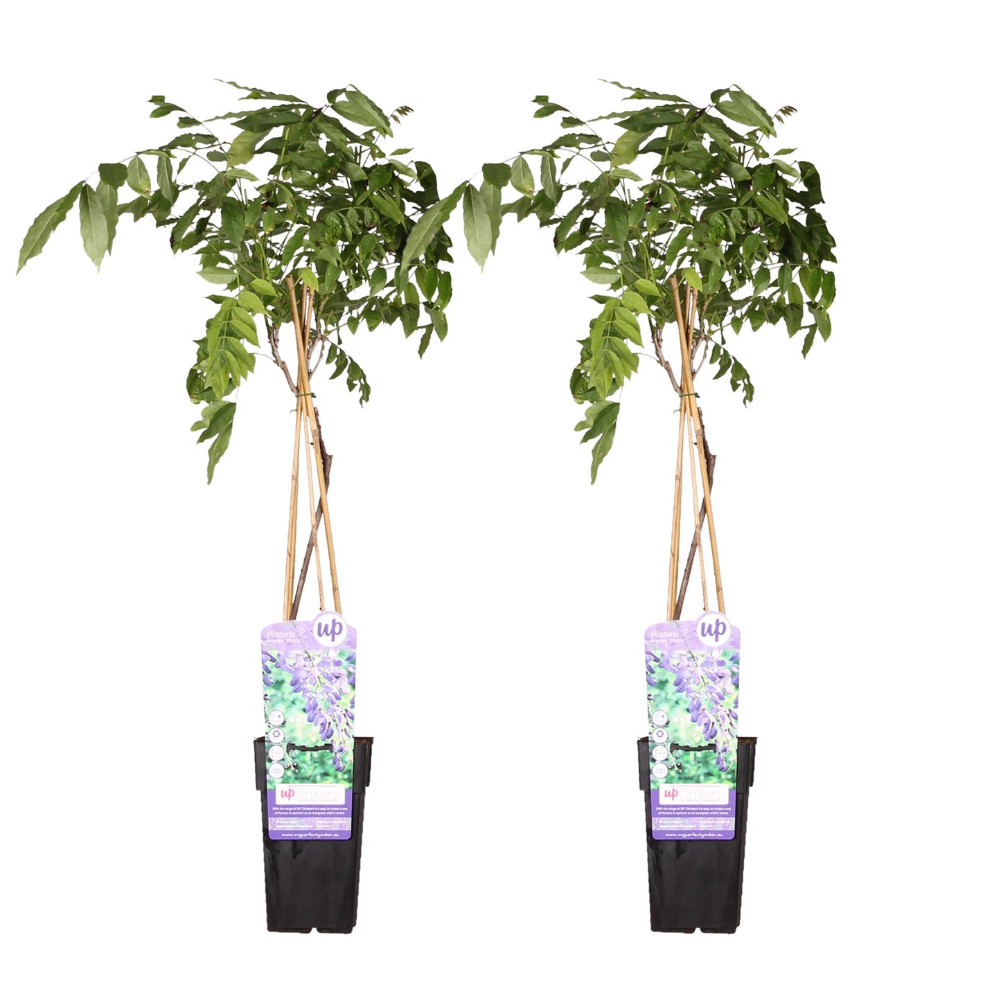 2x Wisteria sinensis ‘Prolific’ tuinplant – blauwe regen – rijkbloeiende klimplant – Ø15 cm pot – hoogte 65 cm