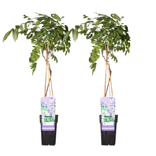 2x Wisteria sinensis ‘Prolific’ tuinplant – blauwe regen – rijkbloeiende klimplant – Ø15 cm pot – hoogte 65 cm