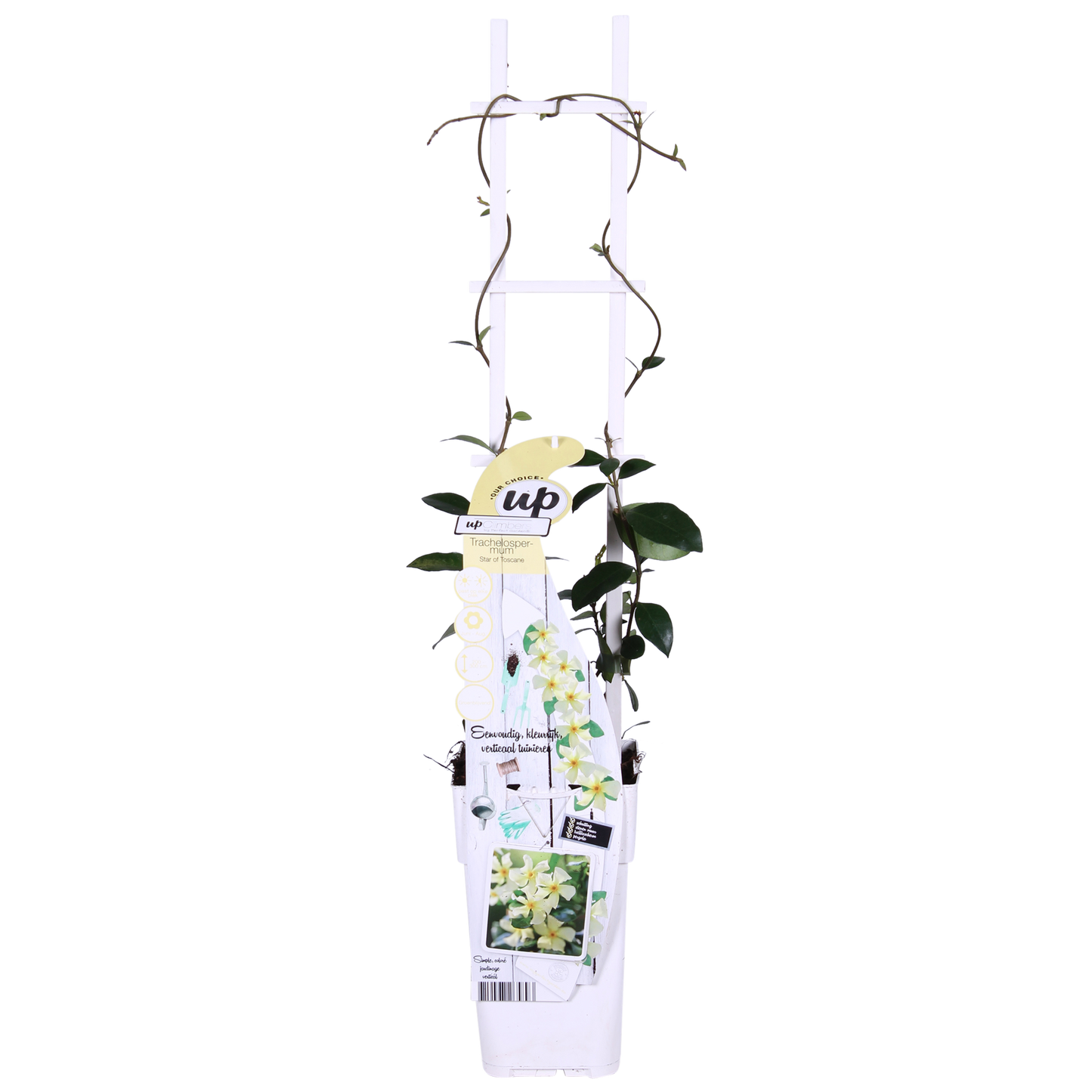 2x Sterjasmijn Trachelospermum 'Star of Toscana' – Tuinplant – 65 cm hoog – Potmaat 15 cm