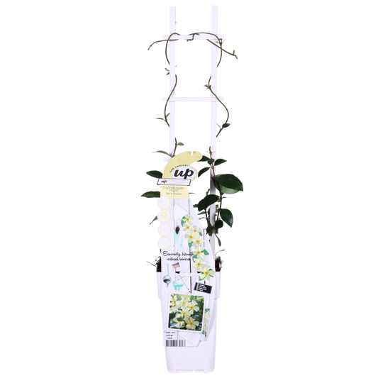 2x Sterjasmijn Trachelospermum 'Star of Toscana' – Tuinplant – 65 cm hoog – Potmaat 15 cm