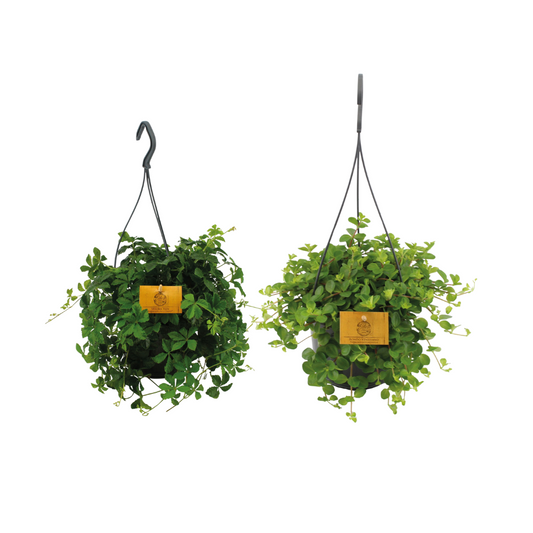 Twee hangplanten set – Kamerplant duo – Potmaat Ø15 cm – Hoogte 25 cm – Onderhoudsvriendelijk en luchtzuiverend