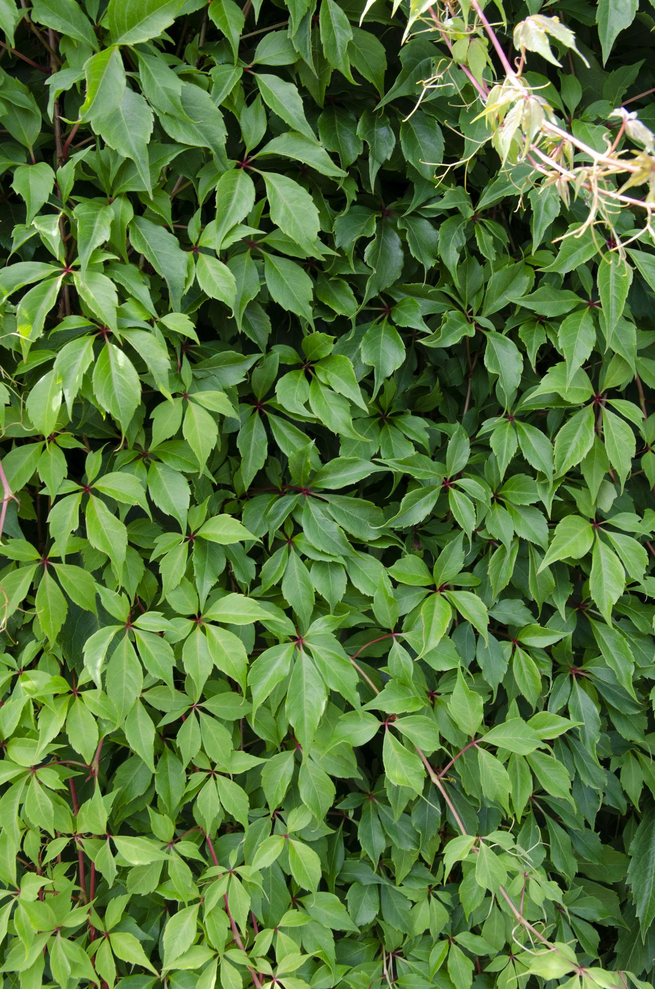 3x Wilde Wingerd Parthenocissus Engelmannii – Tuinplant – Klimplant – Hoogte 65 cm – Potmaat 15 cm