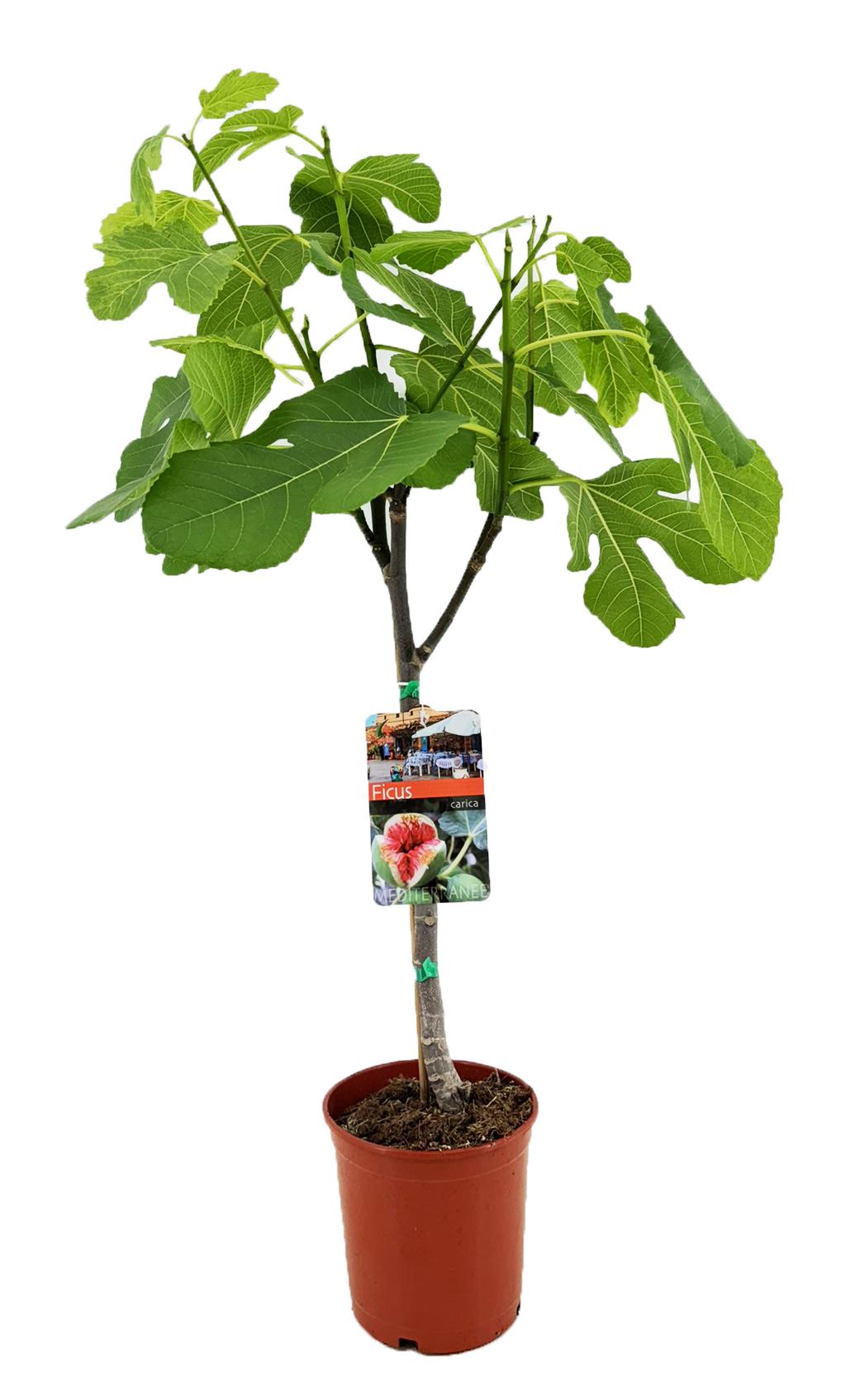Ficus Carica vijgenboom – tuinplant – potmaat 17 cm – hoogte 80 cm – onderhoudsvriendelijk