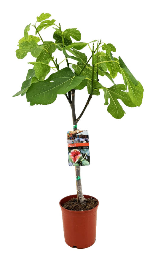 Ficus Carica vijgenboom – tuinplant – potmaat 17 cm – hoogte 80 cm – onderhoudsvriendelijk