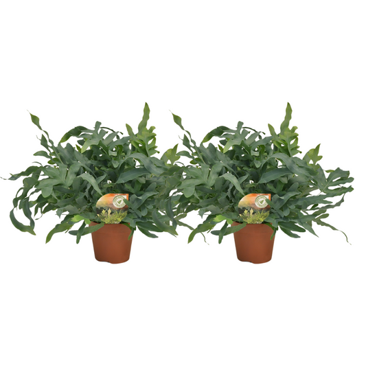 Phlebodium Blue Star kamerplant – set van 2 – Ø17 cm pot – ca. 60 cm hoog – luchtzuiverend & onderhoudsvriendelijk