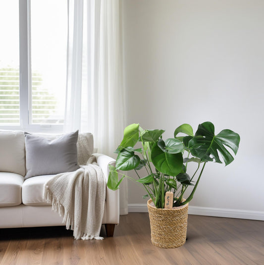 Monstera kamerplant in natuurlijke mand – Ø21 cm – hoogte 60 cm – luchtzuiverend en onderhoudsvriendelijk