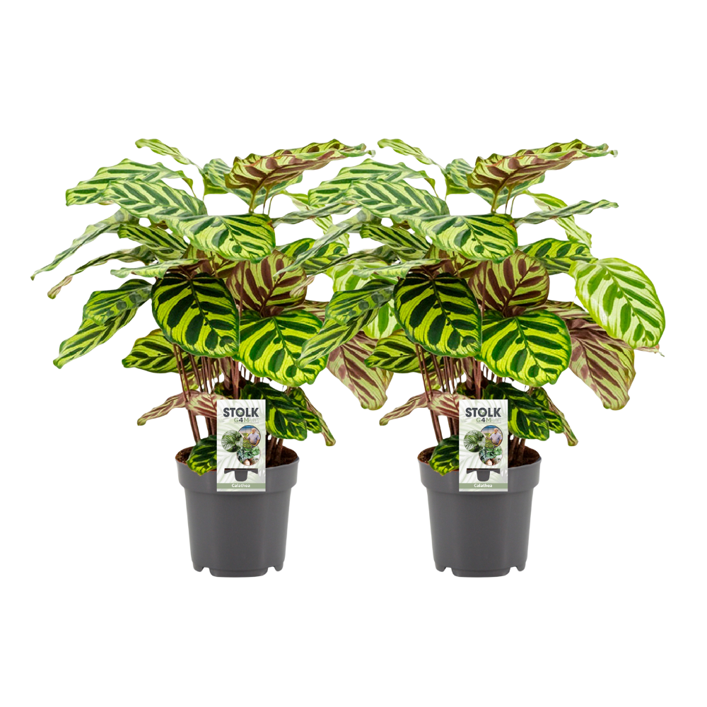 Calathea Makoyana kamerplant – 2 stuks – Potmaat 14 cm – Hoogte 45 cm – Luchtzuiverend