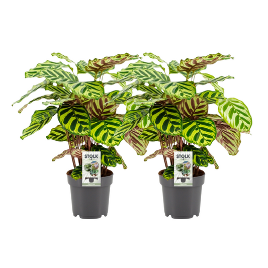 Calathea Makoyana kamerplant – 2 stuks – Potmaat 14 cm – Hoogte 45 cm – Luchtzuiverend
