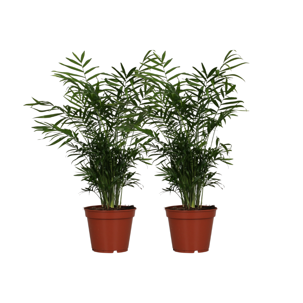 Chamaedorea Elegans kamerplant – set van 2 – luchtzuiverende palm – Ø17 cm pot – ca. 55 cm hoog – onderhoudsvriendelijk