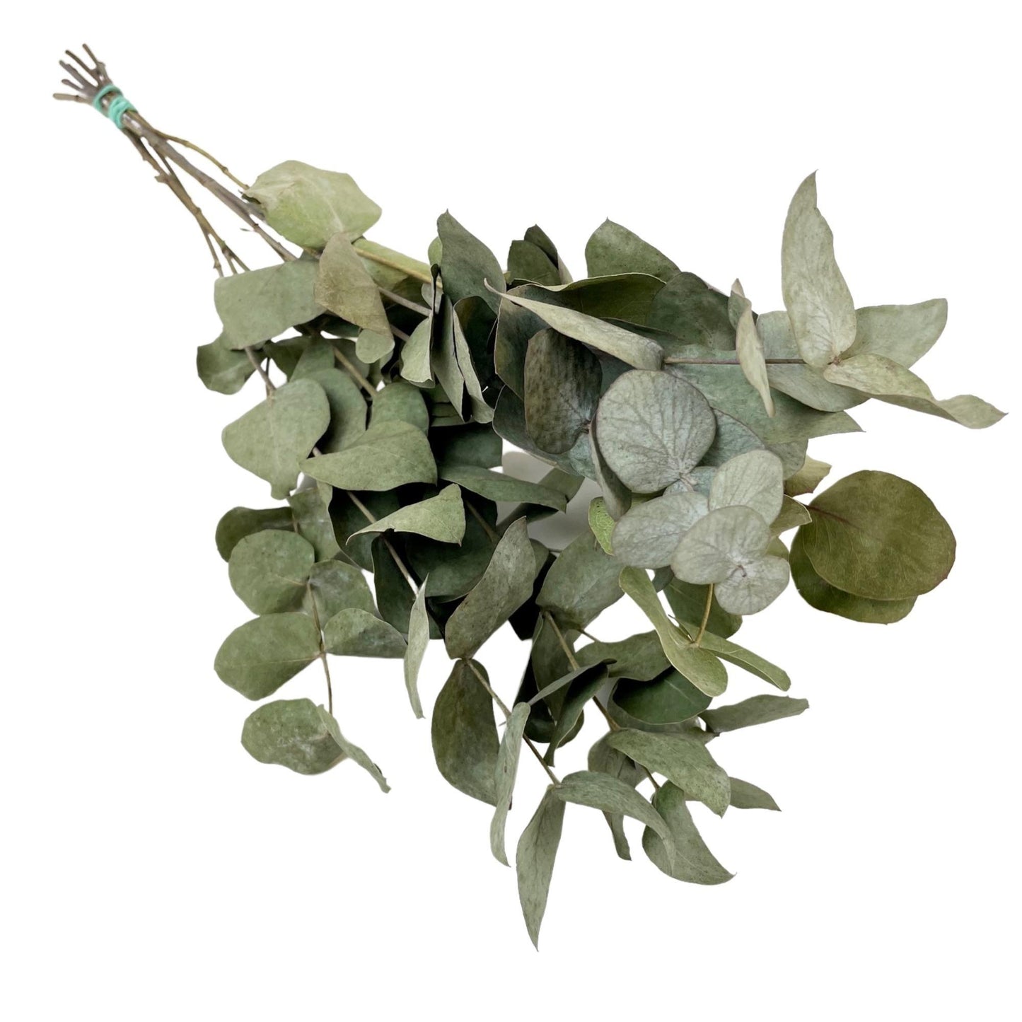 Eucalyptus Cinerea - 6 droogtakken – Grijs-groene decoratie – Duurzaam & onderhoudsvrij